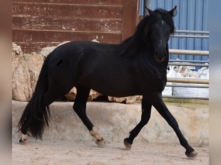 Andaluces Semental 3 años 159 cm Negro in Mallorca