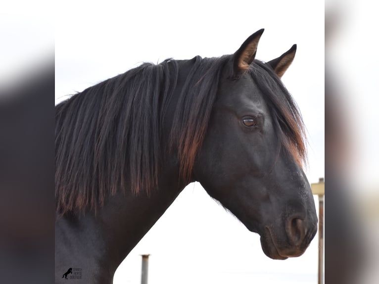 Andaluces Semental 3 años 159 cm Negro in Mallorca