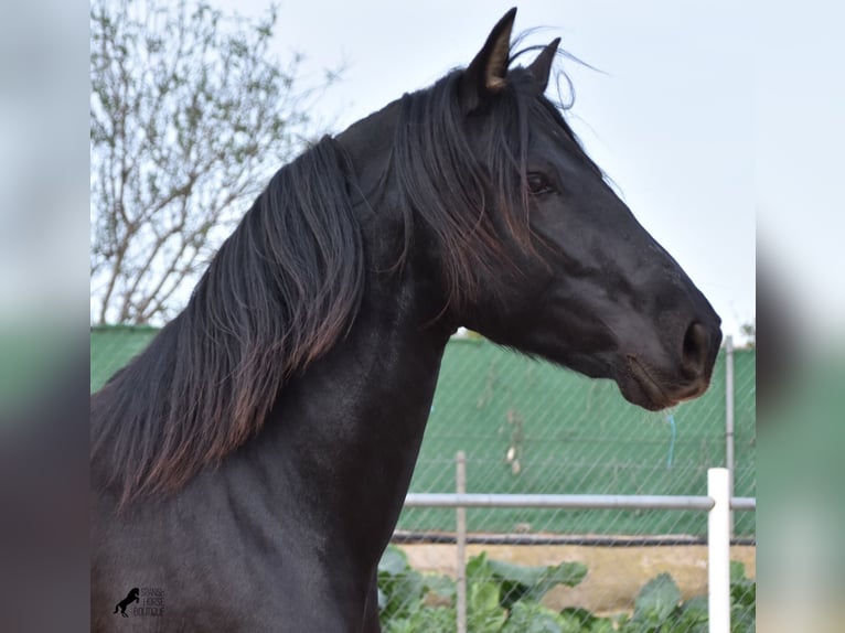 Andaluces Semental 3 años 159 cm Negro in Mallorca