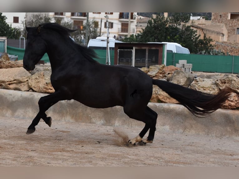 Andaluces Semental 3 años 159 cm Negro in Mallorca