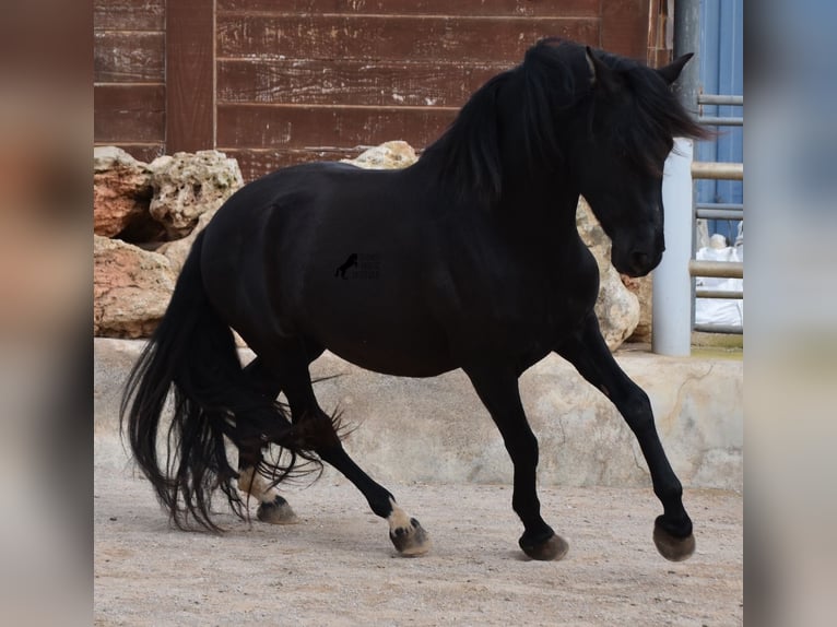 Andaluces Semental 3 años 159 cm Negro in Mallorca