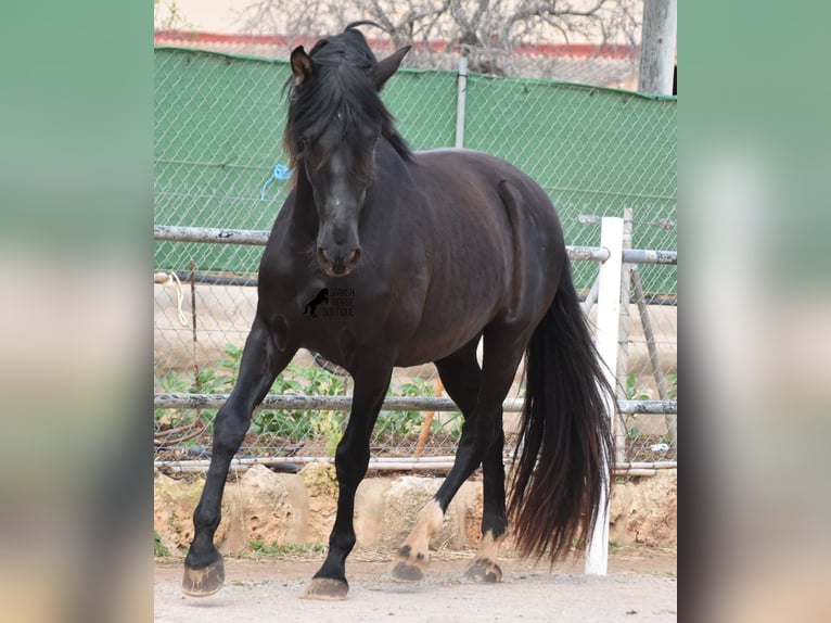 Andaluces Semental 3 años 159 cm Negro in Mallorca