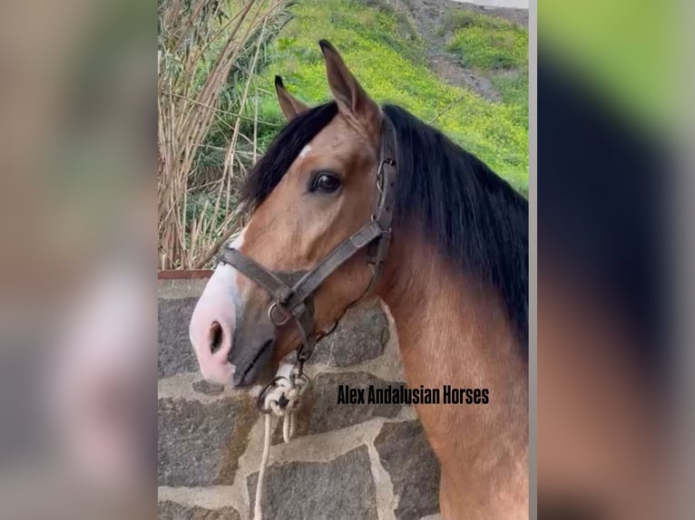 Andaluces Mestizo Semental 3 años 160 cm Buckskin/Bayo in Sevilla