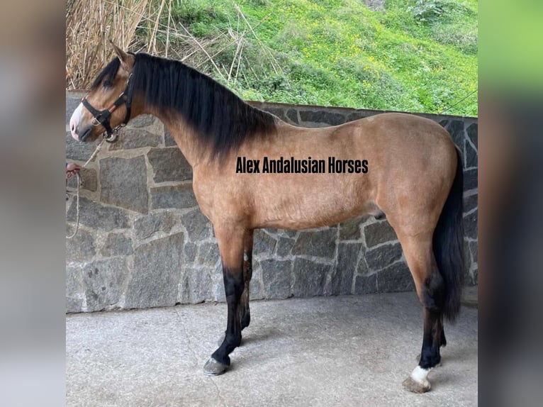 Andaluces Mestizo Semental 3 años 160 cm Buckskin/Bayo in Sevilla