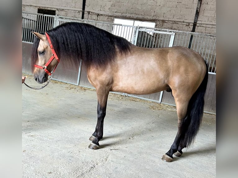 Andaluces Semental 3 años 160 cm Buckskin/Bayo in Martfeld