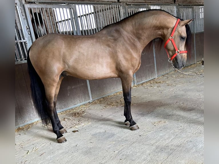 Andaluces Semental 3 años 160 cm Buckskin/Bayo in Martfeld