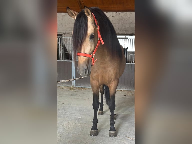 Andaluces Semental 3 años 160 cm Buckskin/Bayo in Martfeld