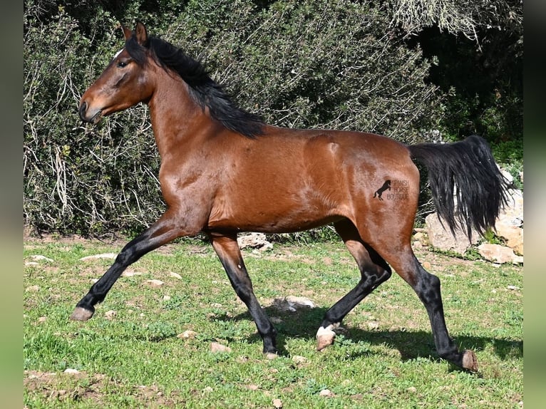 Andaluces Semental 3 años 160 cm Castaño in Menorca