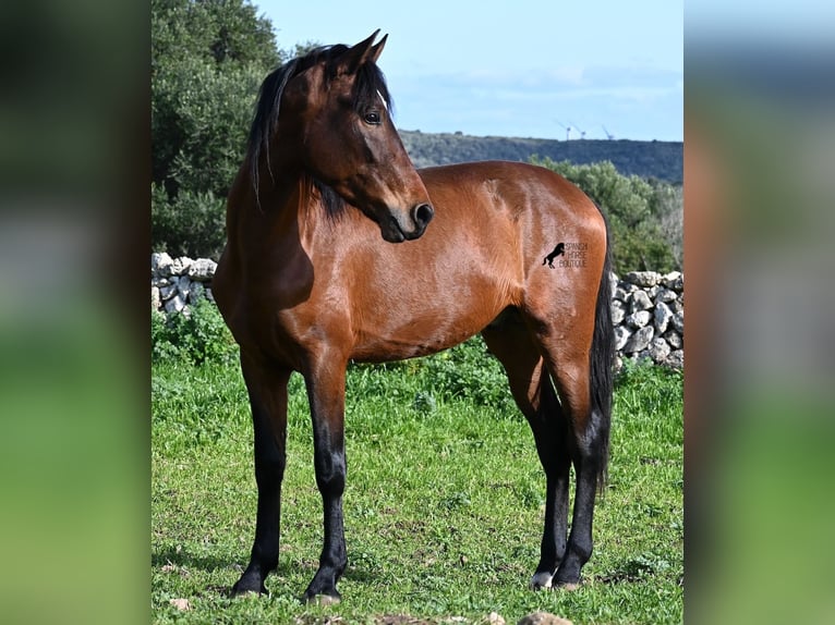 Andaluces Semental 3 años 160 cm Castaño in Menorca