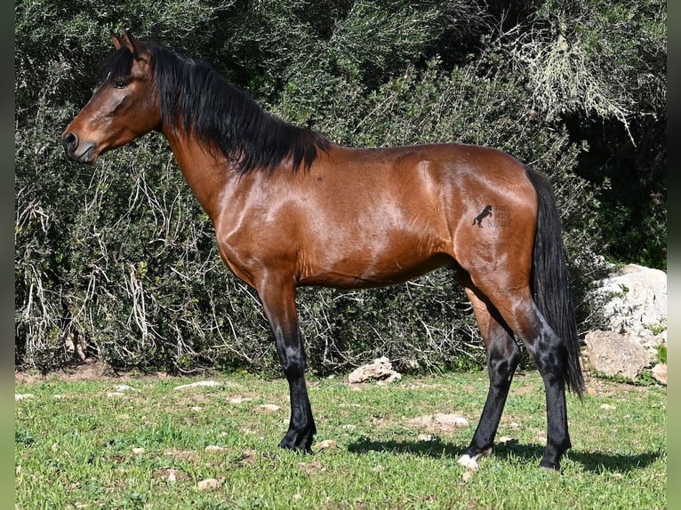 Andaluces Semental 3 años 160 cm Castaño in Menorca