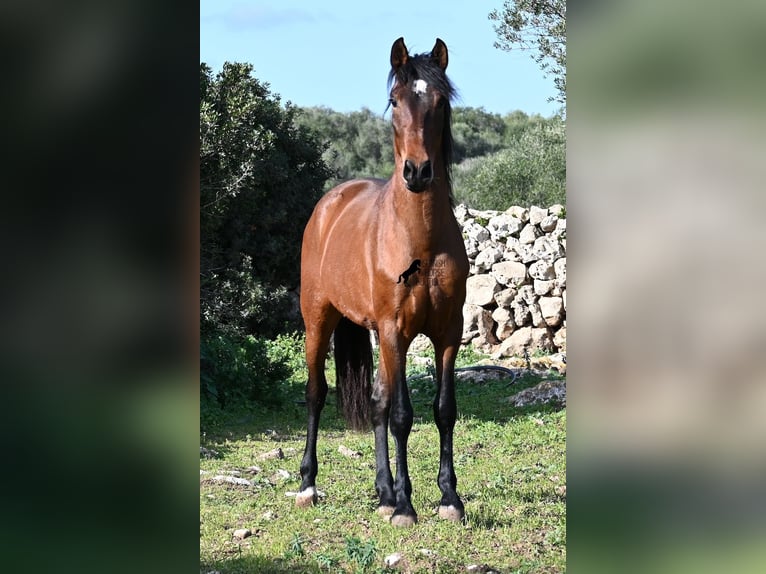 Andaluces Semental 3 años 160 cm Castaño in Menorca