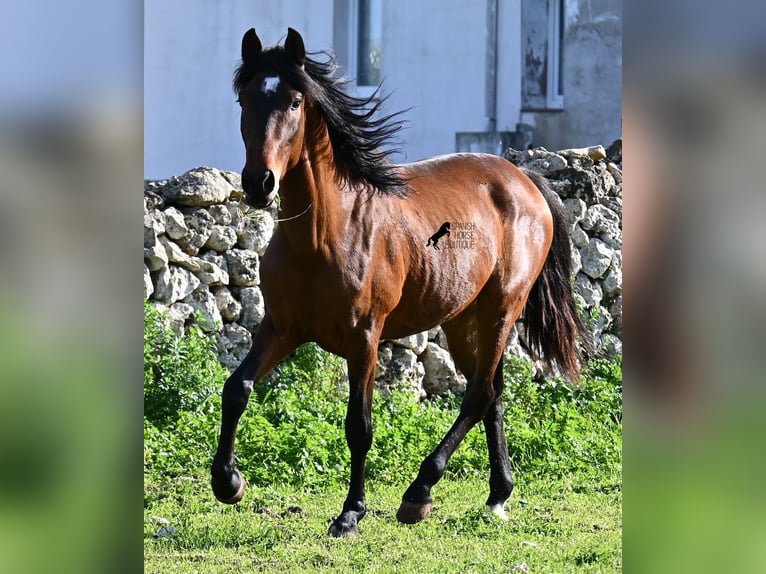 Andaluces Semental 3 años 160 cm Castaño in Menorca