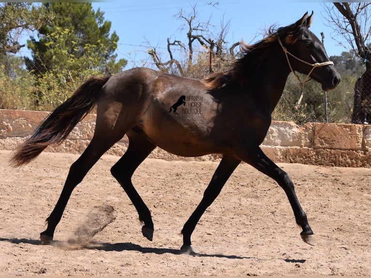 Andaluces Semental 3 años 160 cm Negro in Mallorca