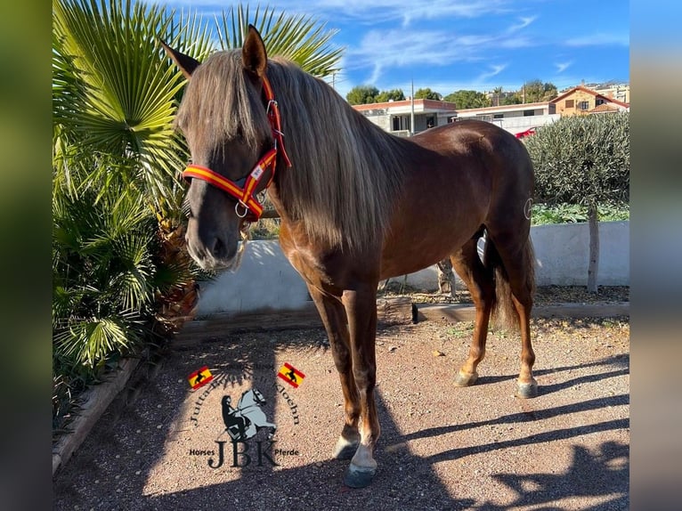 Andaluces Semental 3 años 160 cm Palomino in Tabernas Almeria