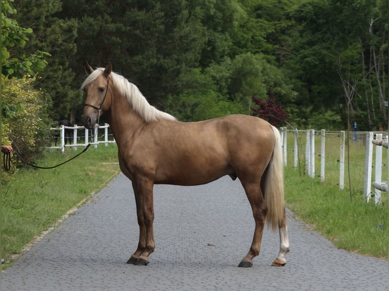Andaluces Mestizo Semental 3 años 160 cm Palomino in Santok