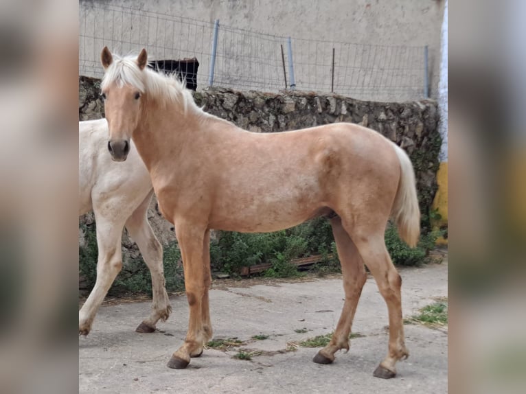 Andaluces Semental 3 años 160 cm Palomino in Caceres