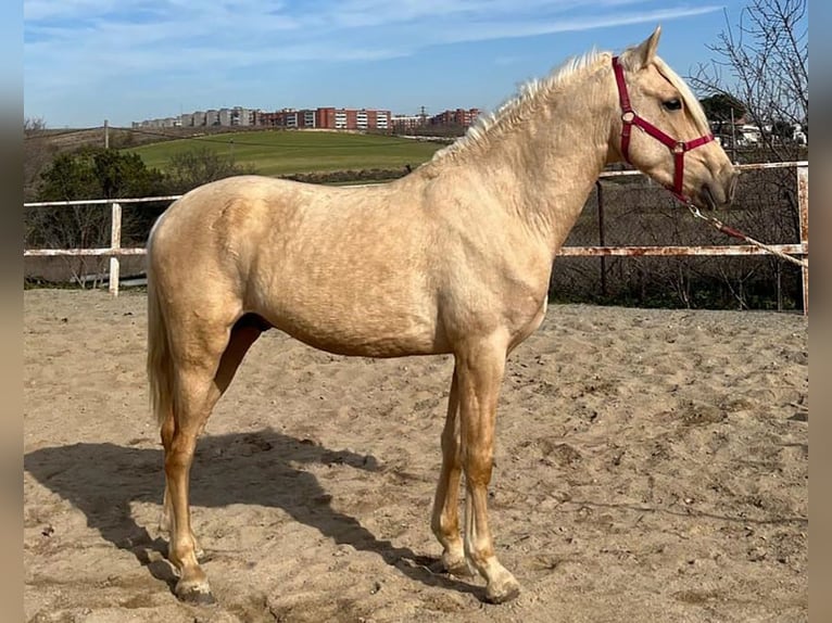 Andaluces Semental 3 años 160 cm Palomino in Caceres