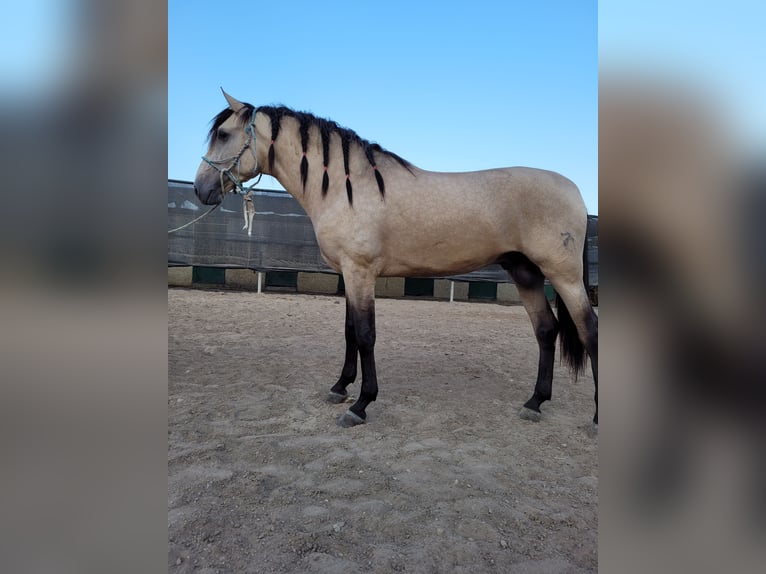 Andaluces Semental 3 años 160 cm Red Dun/Cervuno in El Ejido