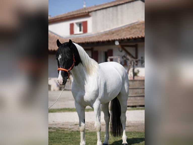 Andaluces Semental 3 años 160 cm Tobiano-todas las-capas in Cornillon-Confoux