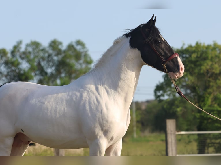 Andaluces Semental 3 años 160 cm Tobiano-todas las-capas in Cornillon-Confoux