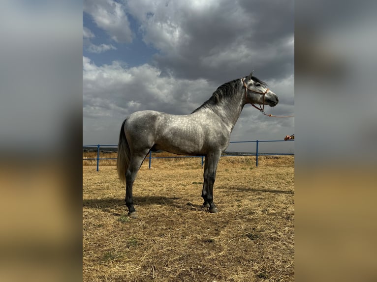 Andaluces Semental 3 años 160 cm Tordo rodado in Badajoz