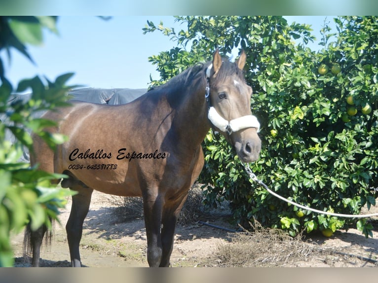 Andaluces Semental 3 años 161 cm Bayo in Vejer de la Frontera