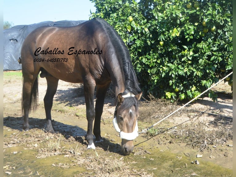 Andaluces Semental 3 años 161 cm Bayo in Vejer de la Frontera