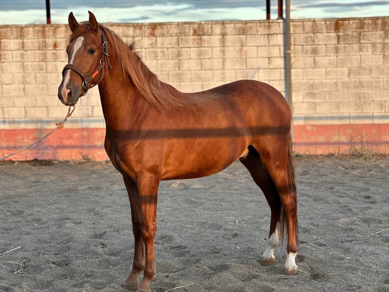 Andaluces Semental 3 años 162 cm Alazán in Mostoles