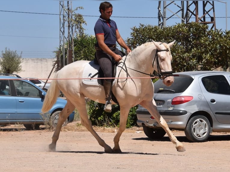 Andaluces Semental 3 años 162 cm Cremello in Provinz Malaga