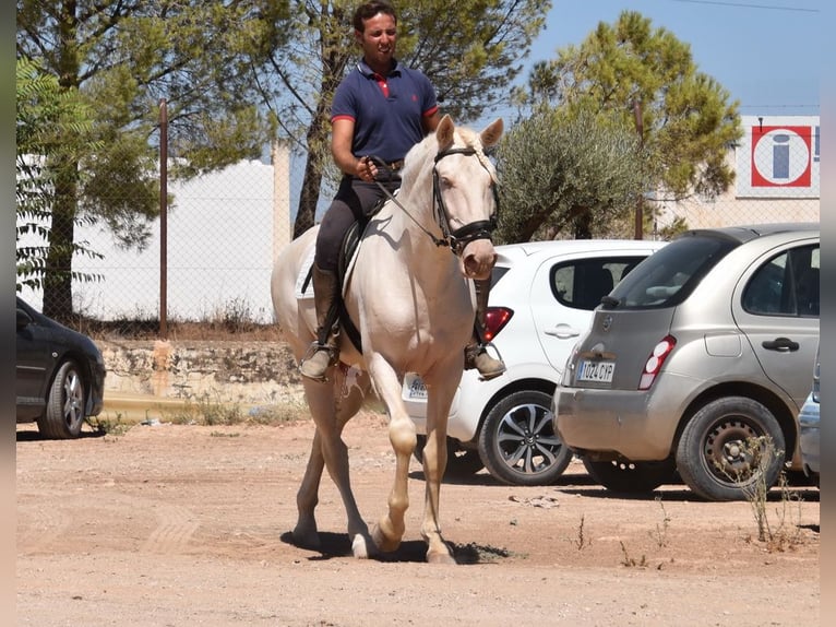 Andaluces Semental 3 años 162 cm Cremello in Provinz Malaga