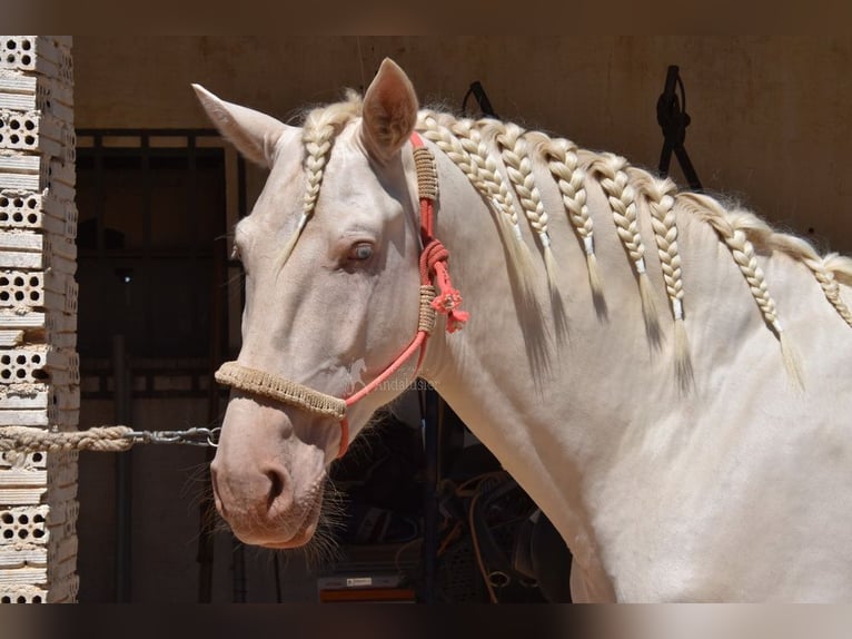 Andaluces Semental 3 años 162 cm Cremello in Provinz Malaga