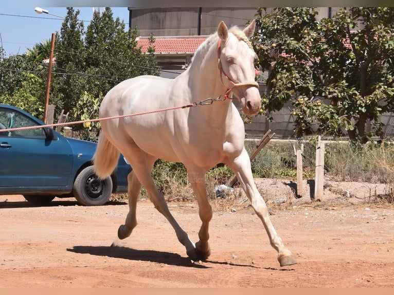 Andaluces Semental 3 años 162 cm Cremello in Provinz Malaga