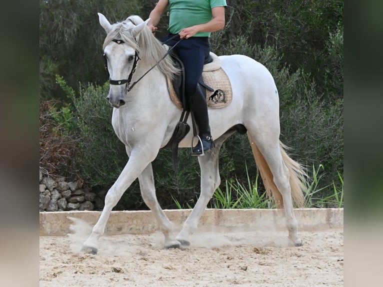 Andaluces Semental 3 años 162 cm Tordo in Menorca