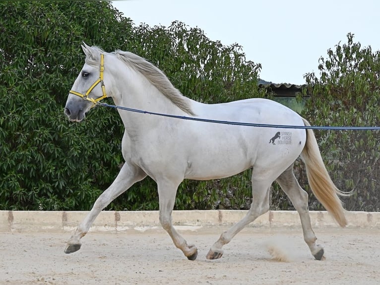 Andaluces Semental 3 años 162 cm Tordo in Menorca