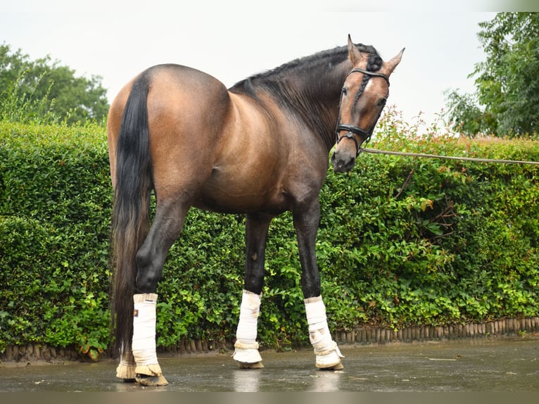 Andaluces Semental 3 años 163 cm Musgo marrón in Assesse