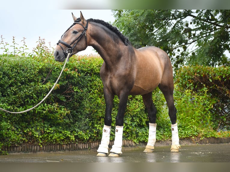 Andaluces Semental 3 años 163 cm Musgo marrón in Assesse