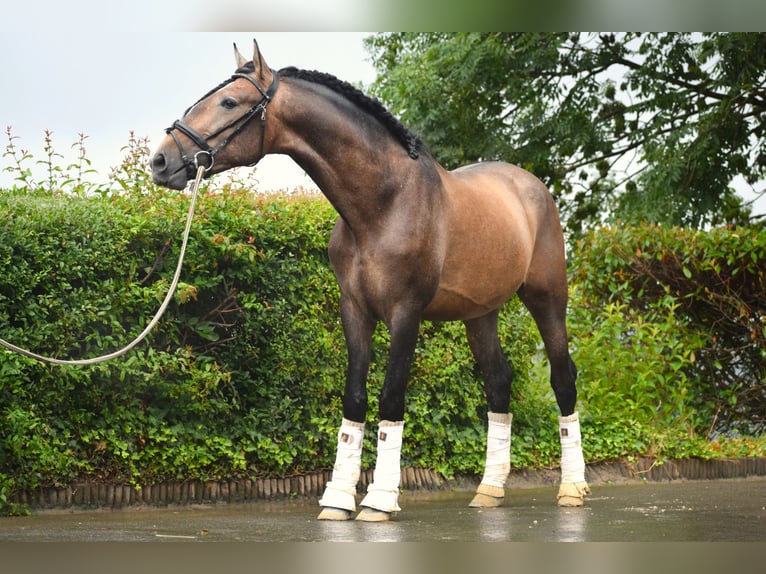 Andaluces Semental 3 años 163 cm Musgo marrón in Assesse