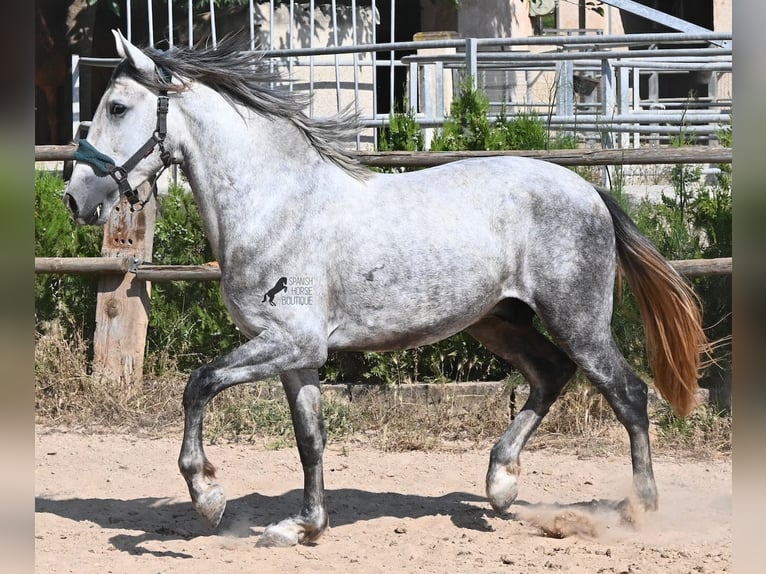Andaluces Semental 3 años 163 cm Tordo in Mallorca