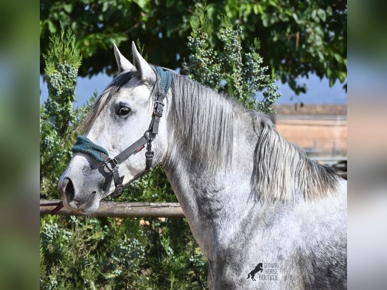 Andaluces Semental 3 años 163 cm Tordo in Mallorca