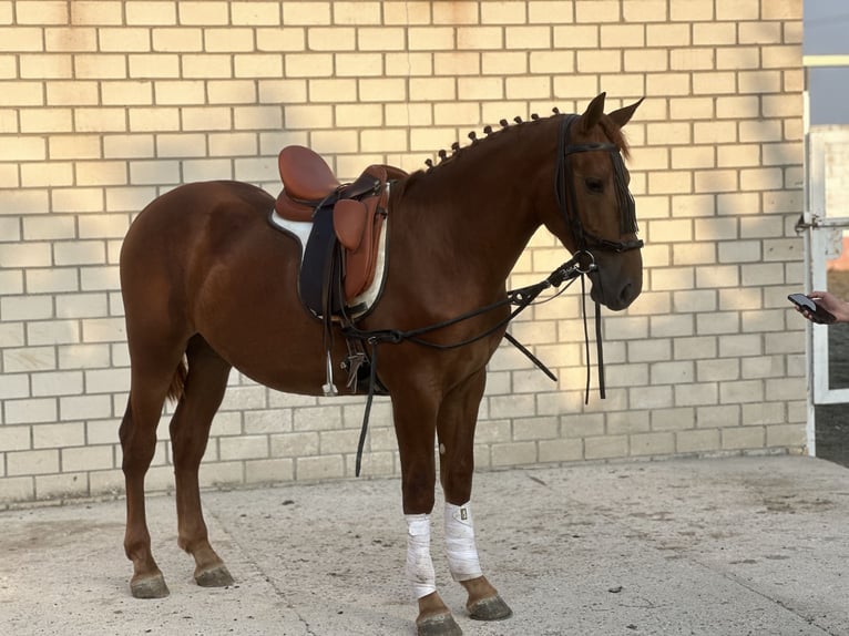 Andaluces Semental 3 años 164 cm Alazán in Villaviciosa de odon