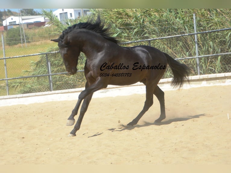 Andaluces Semental 3 años 164 cm Negro in Vejer de la Frontera