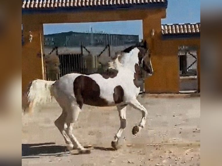 Andaluces Mestizo Semental 3 años 164 cm Pío in Sevilla