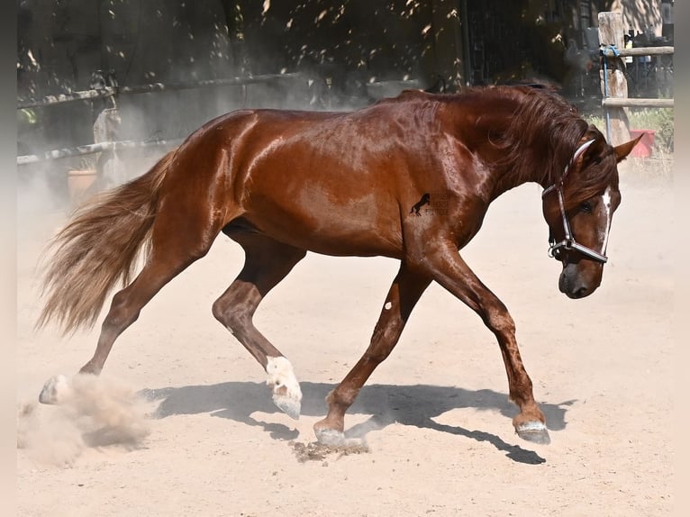 Andaluces Semental 3 años 165 cm Alazán in Mallorca