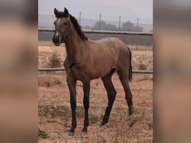 Andaluces Semental 3 años 165 cm Tordo in Mallorca