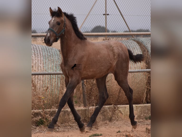 Andaluces Semental 3 años 165 cm Tordo in Mallorca