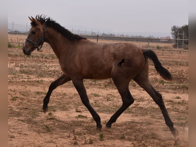 Andaluces Semental 3 años 165 cm Tordo in Mallorca