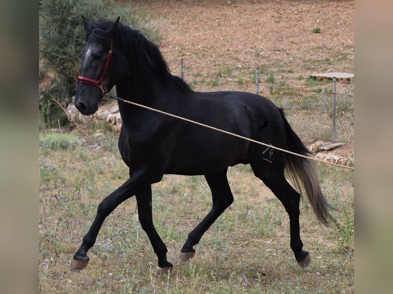 Andaluces Semental 3 años 165 cm Tordo in Mallorca