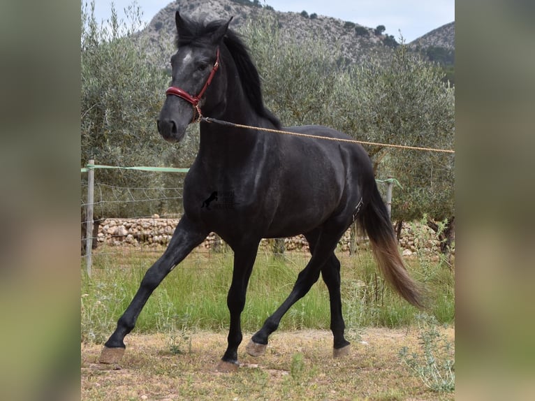 Andaluces Semental 3 años 165 cm Tordo in Mallorca