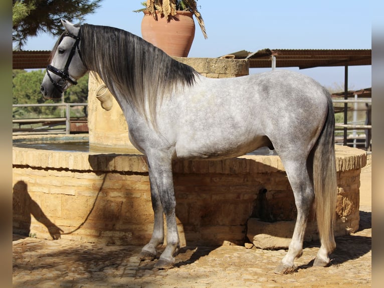 Andaluces Semental 3 años 167 cm Tordo in Sevilla