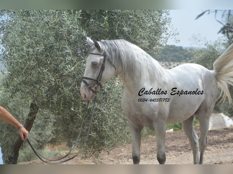 Andaluces Semental 3 años 168 cm Pío in Vejer de la Frontera